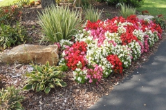 ANNUALS BegonialsSAUER