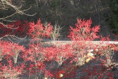 DSCN0539