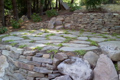 creeping-jenny-patio