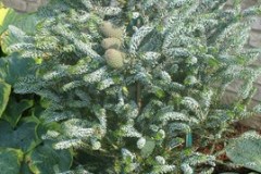 7-11-11 Doe, trees, (122)