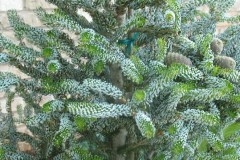 7-11-11 Doe, trees, (123)