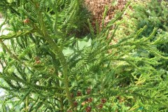7-11-11 Doe, trees, (129)