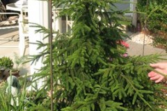 7-11-11 Doe, trees, (130)