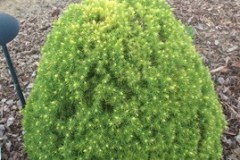 7-11-11 Doe, trees, (134)