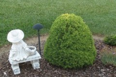 7-11-11 Doe, trees, (135)