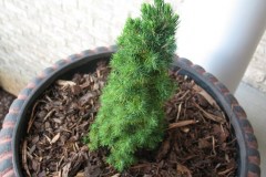 7-11-11 Doe, trees, (136)