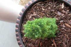 7-11-11 Doe, trees, (137)