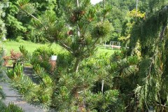 7-11-11 Doe, trees, (175)