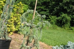 7-11-11 Doe, trees, (176)
