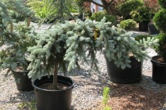 7-11-11 Doe, trees, (179)