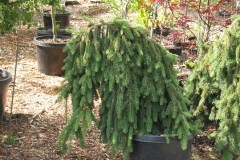7-11-11 Doe, trees, (180)