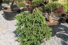 7-11-11 Doe, trees, (181)