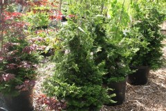 7-11-11 Doe, trees, (182)