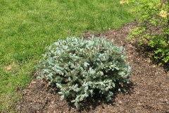 Timber Edge (30)