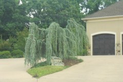 Weeping Blue Atlas 1