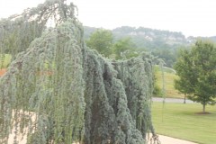 Weeping Blue Atlas 2