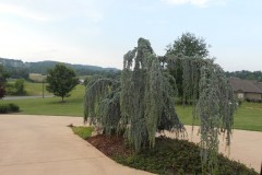 Weeping Blue Atlass3