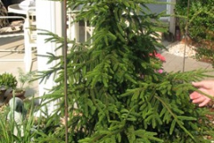 7-11-11 Doe, trees, (130)