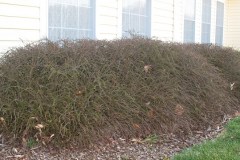 Good Plants (2)