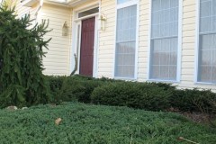 Good Plants (4)