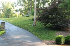 7-11-11 Doe, trees, (253)