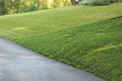 7-11-11 Doe, trees, (254)