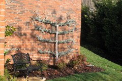 Blue Atlas Cedar (2)