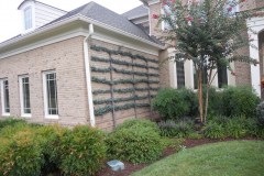 Blue Atlas Espalier