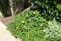 7-11-11 Doe, trees, (146)