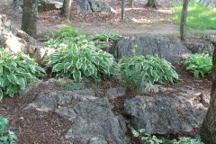 7-11-11 Doe, trees, (190)