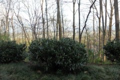 DSCN0879