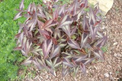 DSCN0983