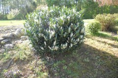 DSCN3410