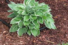 MISC MOVE 5-15-11 596