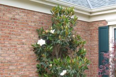 7-11-11 Doe, trees, (117)