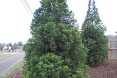 Cryptomeria