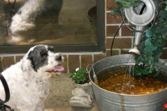 DOG FOUNTAIN DRINK BOWL