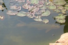 KOI