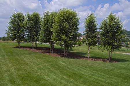 Tree and Shrub Trimming