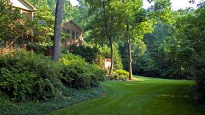 Tree and Shrub Trimming in Kingsport, Tennessee
