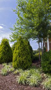 Tree and Shrub Trimming