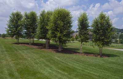 Lawn Irrigation in Johnson City, Tennessee