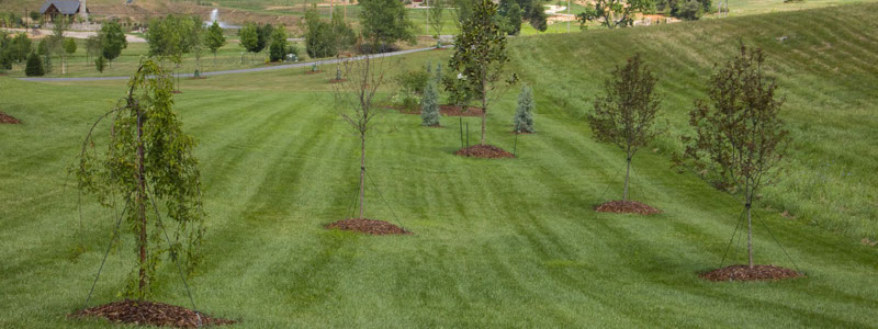 Mulching for Weed Control
