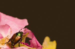 Japanese Beetle Control