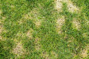 Lawn Pest Control