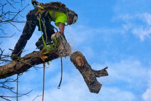 tree trimming