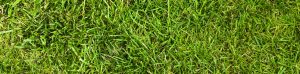 crab grass treatment